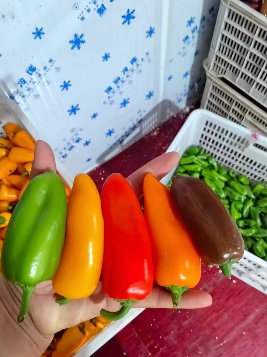 缤纷彩椒