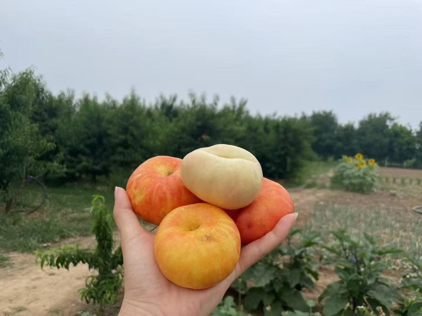 蟠桃2