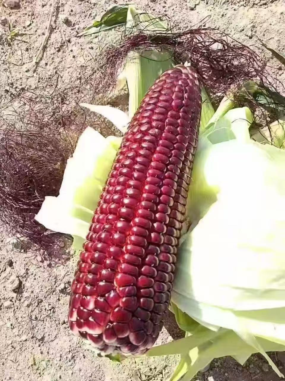 火麒麟